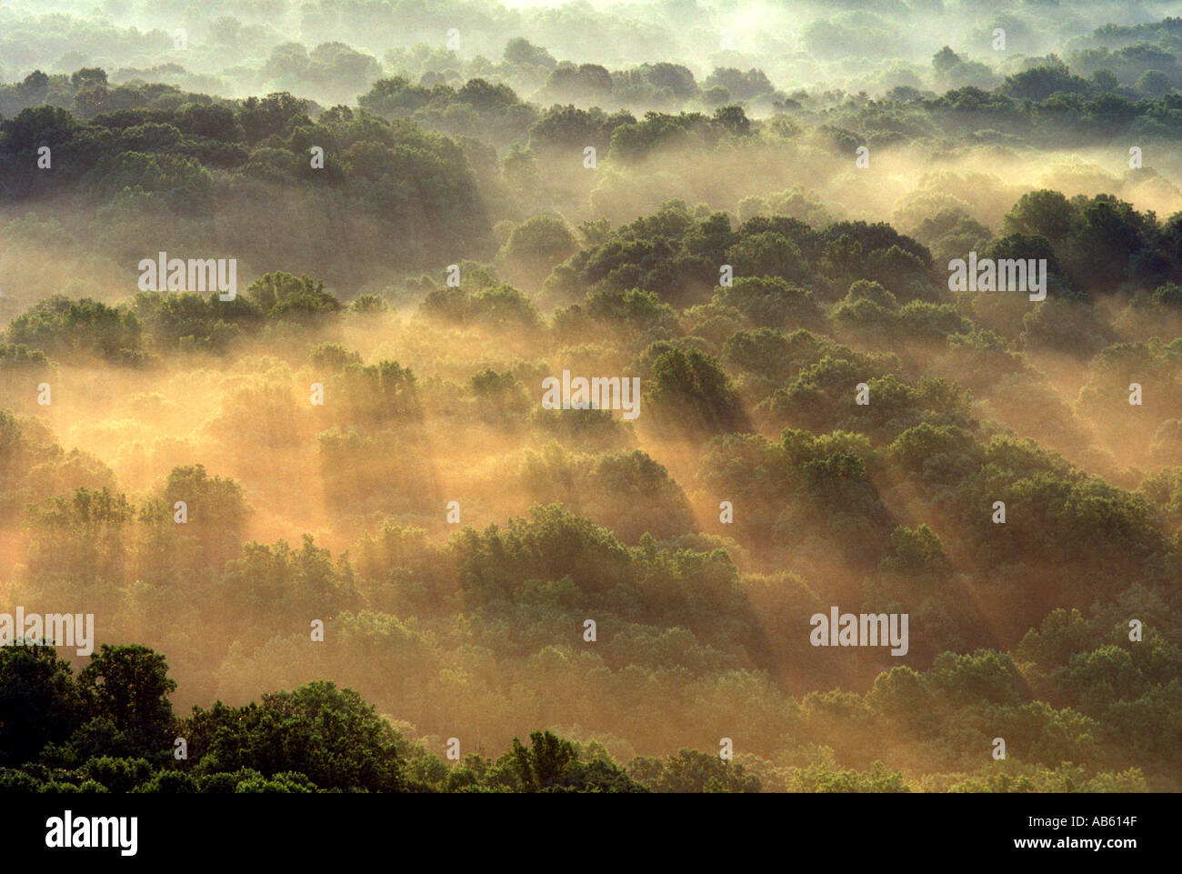 Aerial view of trees shrouded in morning fog Stock Photo - Alamy
