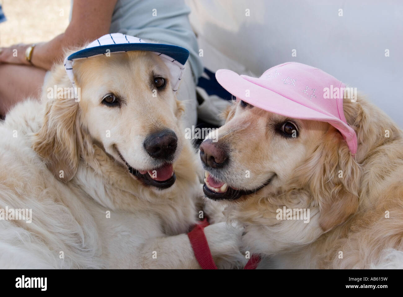 LA Baseball Cap For Dogs - Caps For Dogs