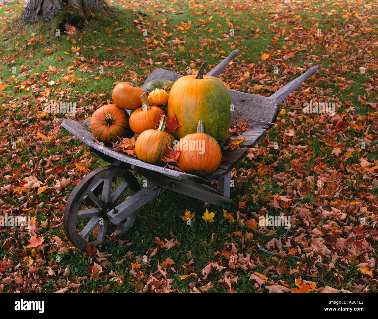 Pumpkins in old wooden wheelbarrow with fall leaves on ground New Hampshire Stock Photo