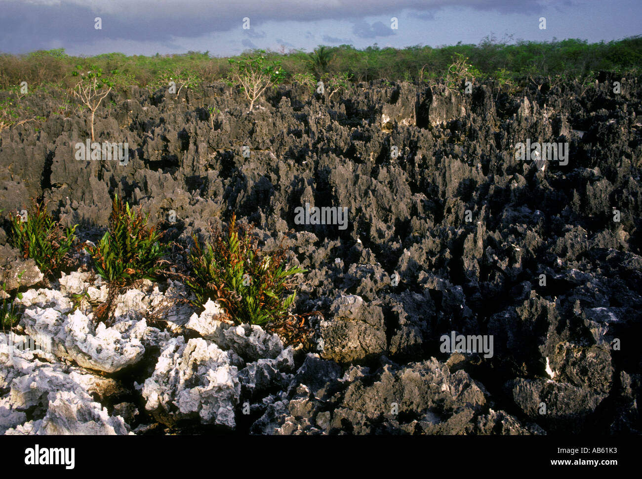 Ironshore rock formation, town of Hell, Grand Cayman Island, Cayman Islands, Caribbean Stock Photo