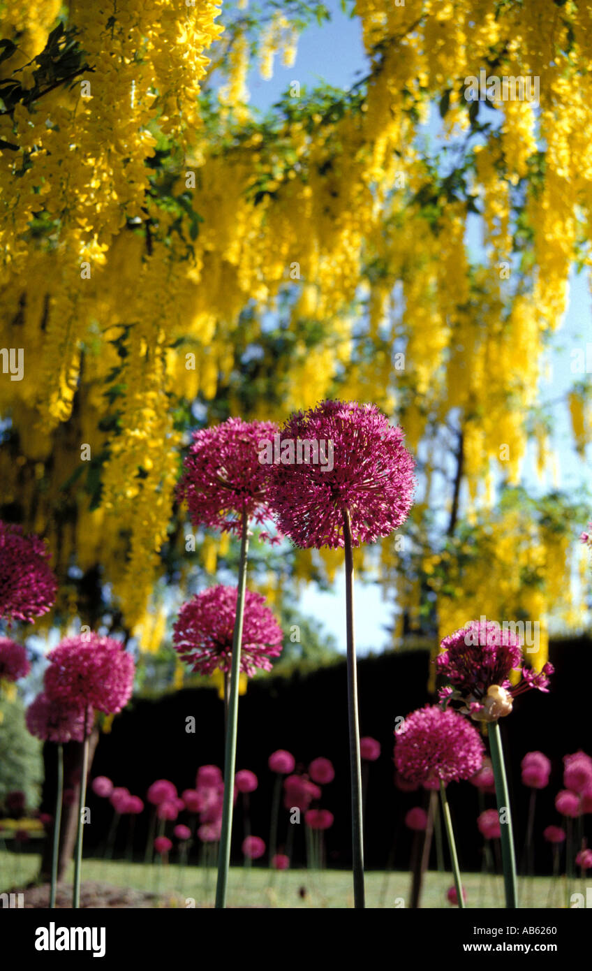 Laburnum purple hi-res stock photography and images - Alamy