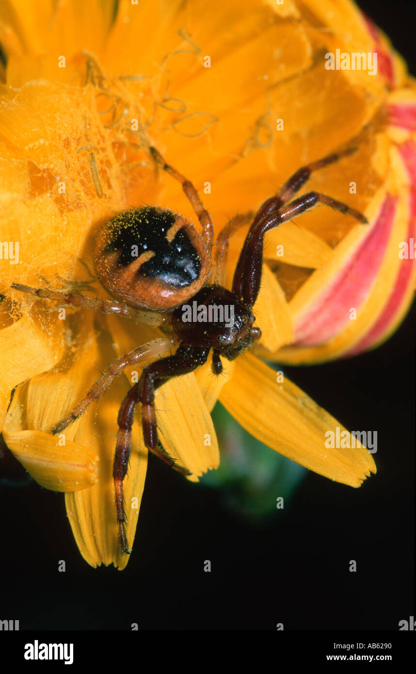 Sinaema globosa spider Thomisidae family on a Gazania spp flower Stock Photo