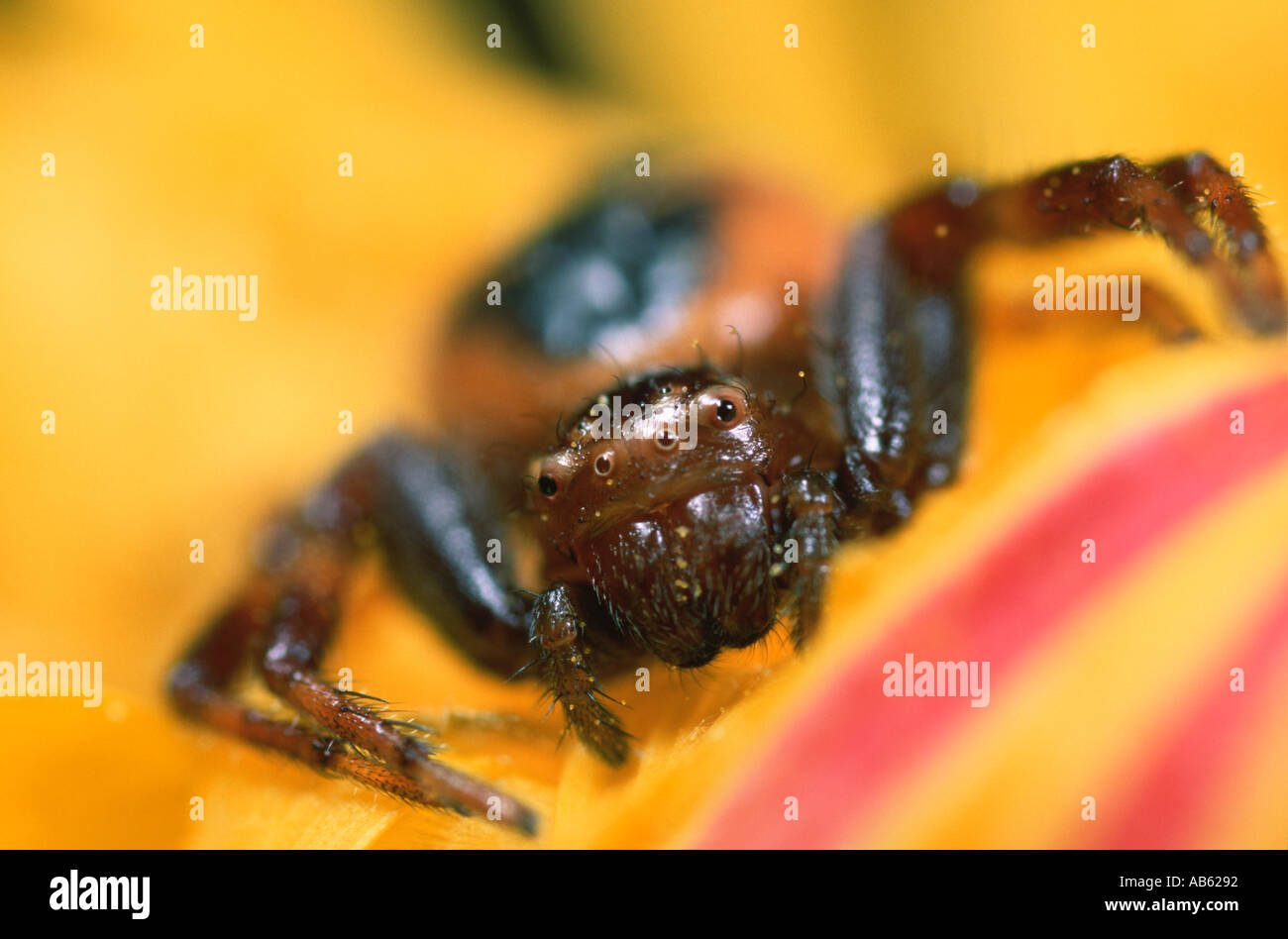 Portrait of a Sinaema globosa spider Thomisidae family on a Gazania spp flower Stock Photo