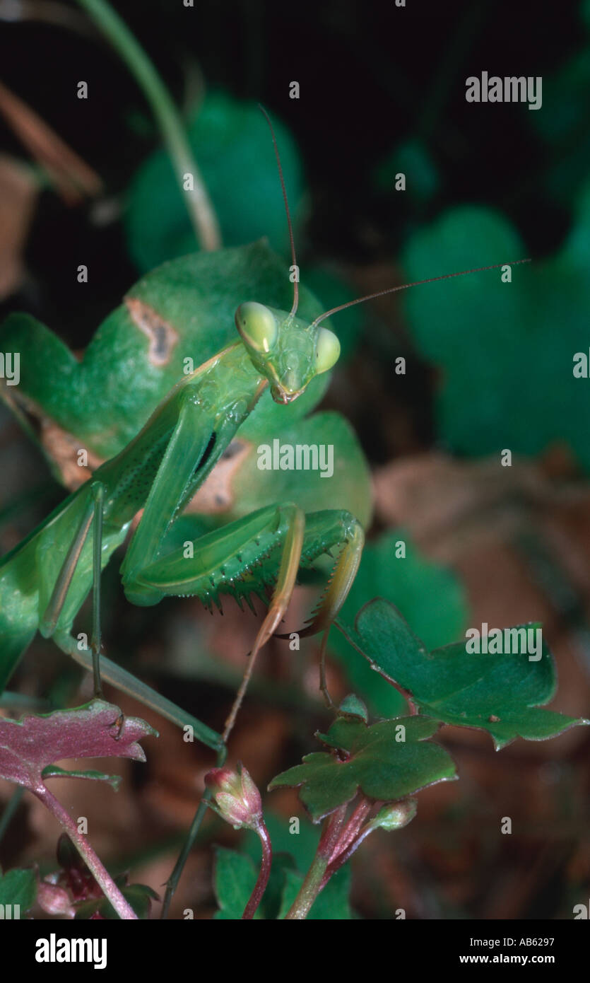 Iris oratoria praying mantis juvenile Stock Photo Alamy