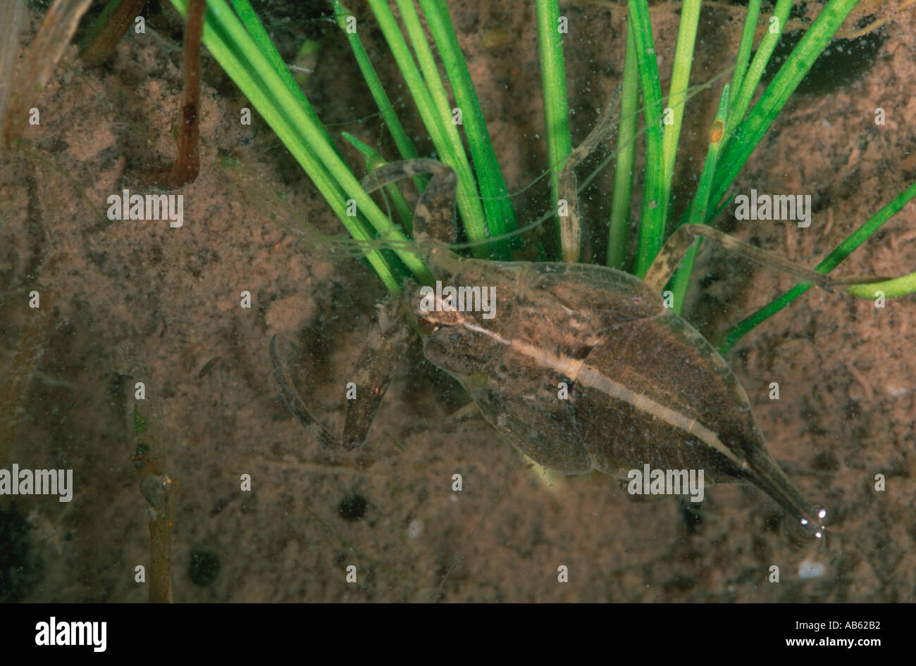 Nepa cinerea water scorpion Donana National Park Spain Stock Photo