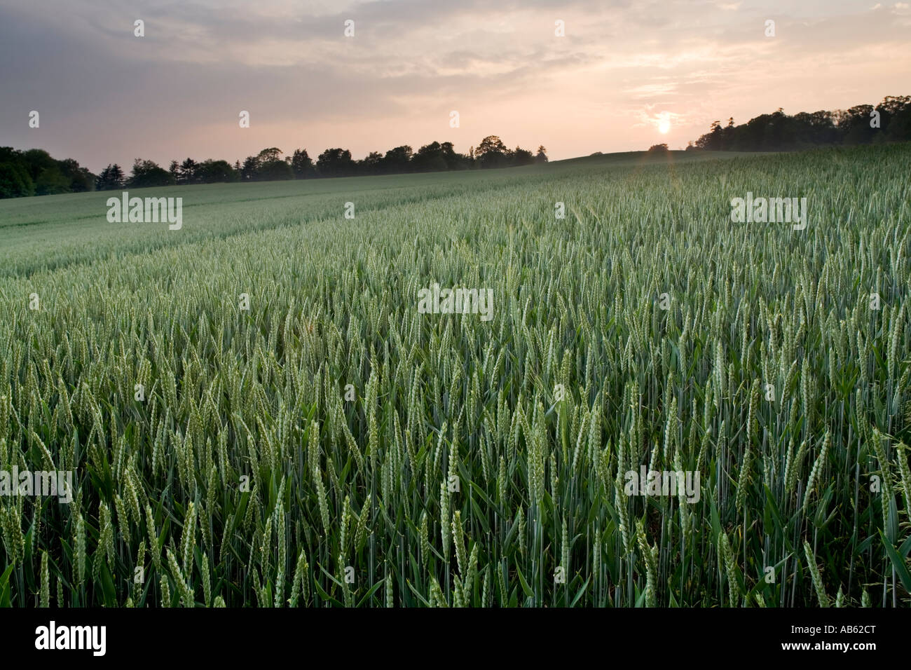 A field of barley on the Monteviot estate in the Scottish Borders near Ancrum, Scotland Stock Photo