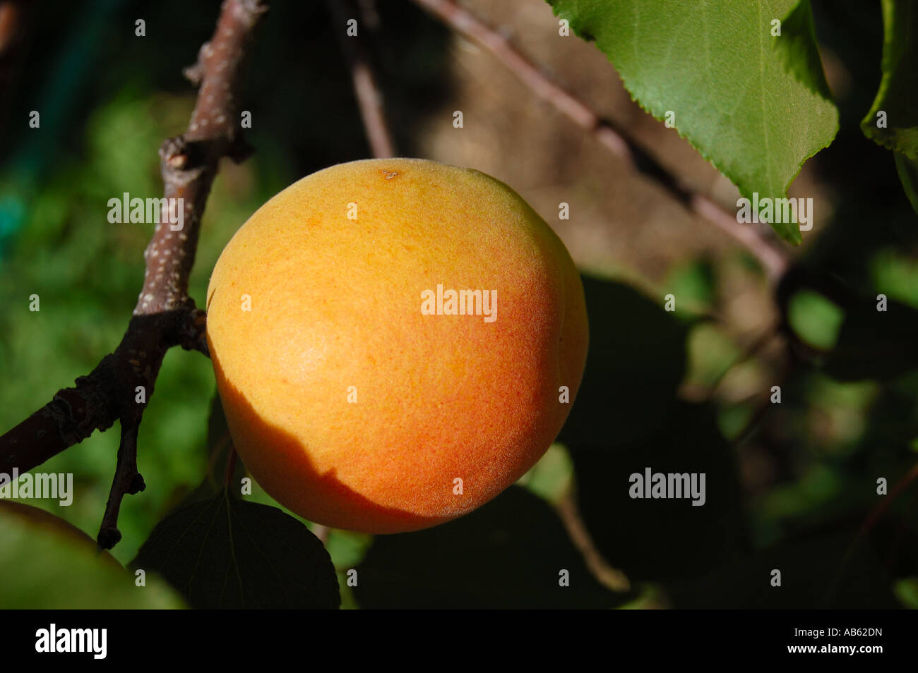 Aprium stone fruit hybrid of apricot and plum ready for harvest Stock