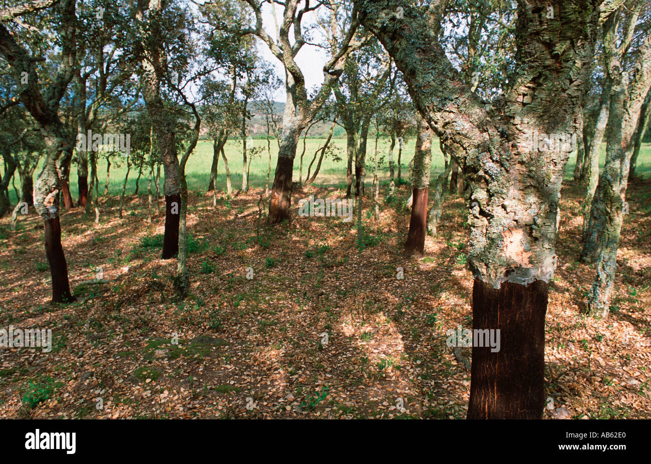 Quercus suber wine hi-res stock photography and images - Alamy