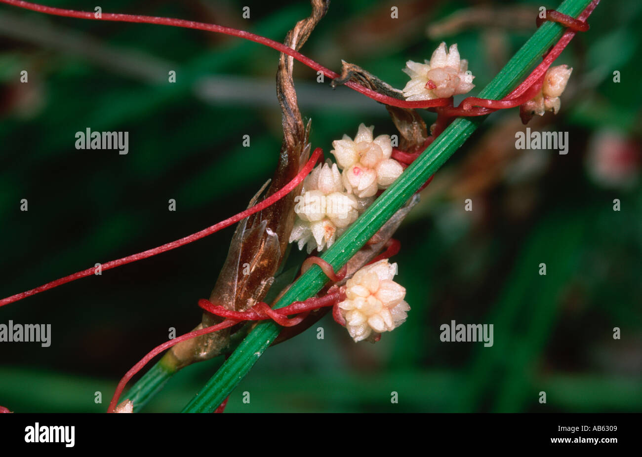Cuscuta epithymum parasitic plant with flowers Stock Photo