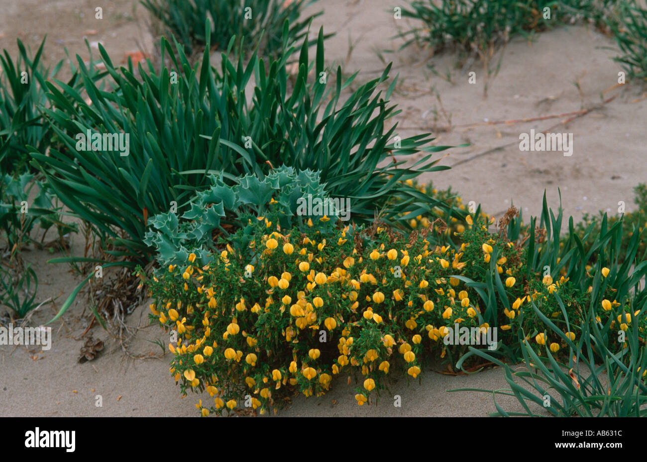 Pancratium maritimum Eryngium sp and Ononis natrix Mediterranean dune vegetal community Stock Photo