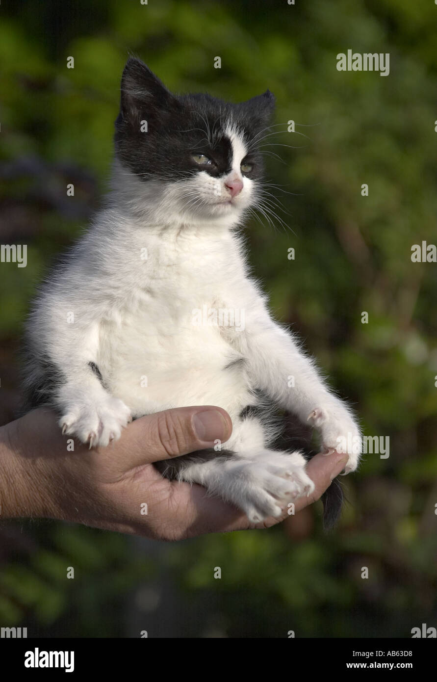 Black and white Kitten in hand Stock Photo