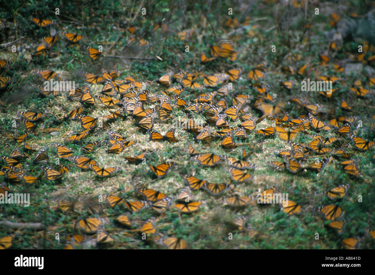 Monarch Butterflies Stock Photo