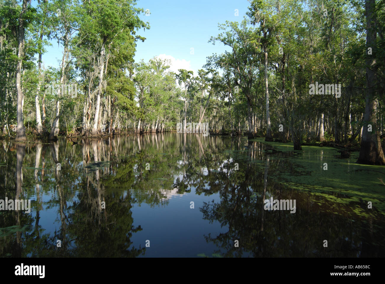 Reflecting Swamp Water New Orleans La Stock Photo Alamy