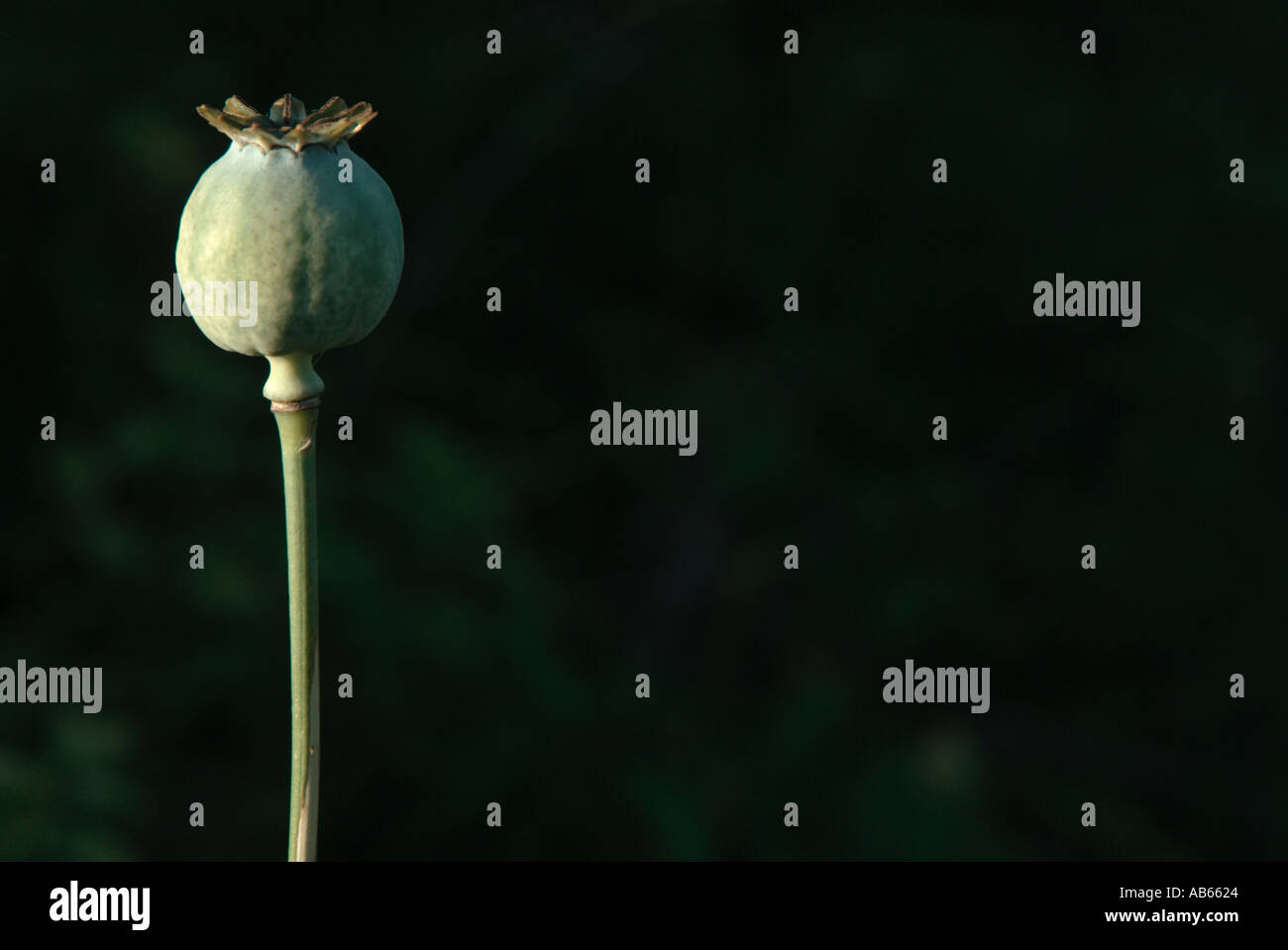 Poppy seed head Stock Photo