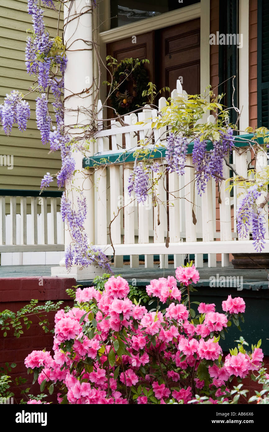 Spring time Azaleas bloom on many of the houses that line the historic