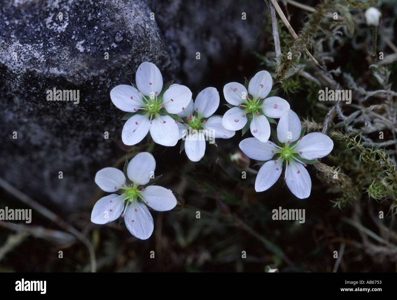 Spring Sandwort Minuartia verna Stock Photo - Alamy