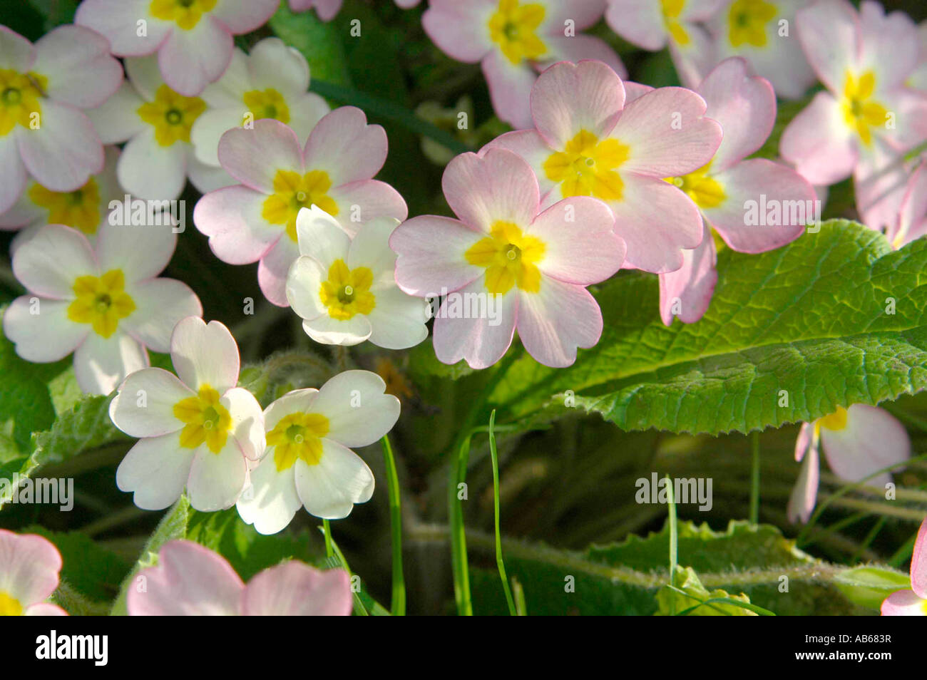 Primroses in yellow and pink varieties in the shade under a hedge sunshine through the petals early morning Stock Photo
