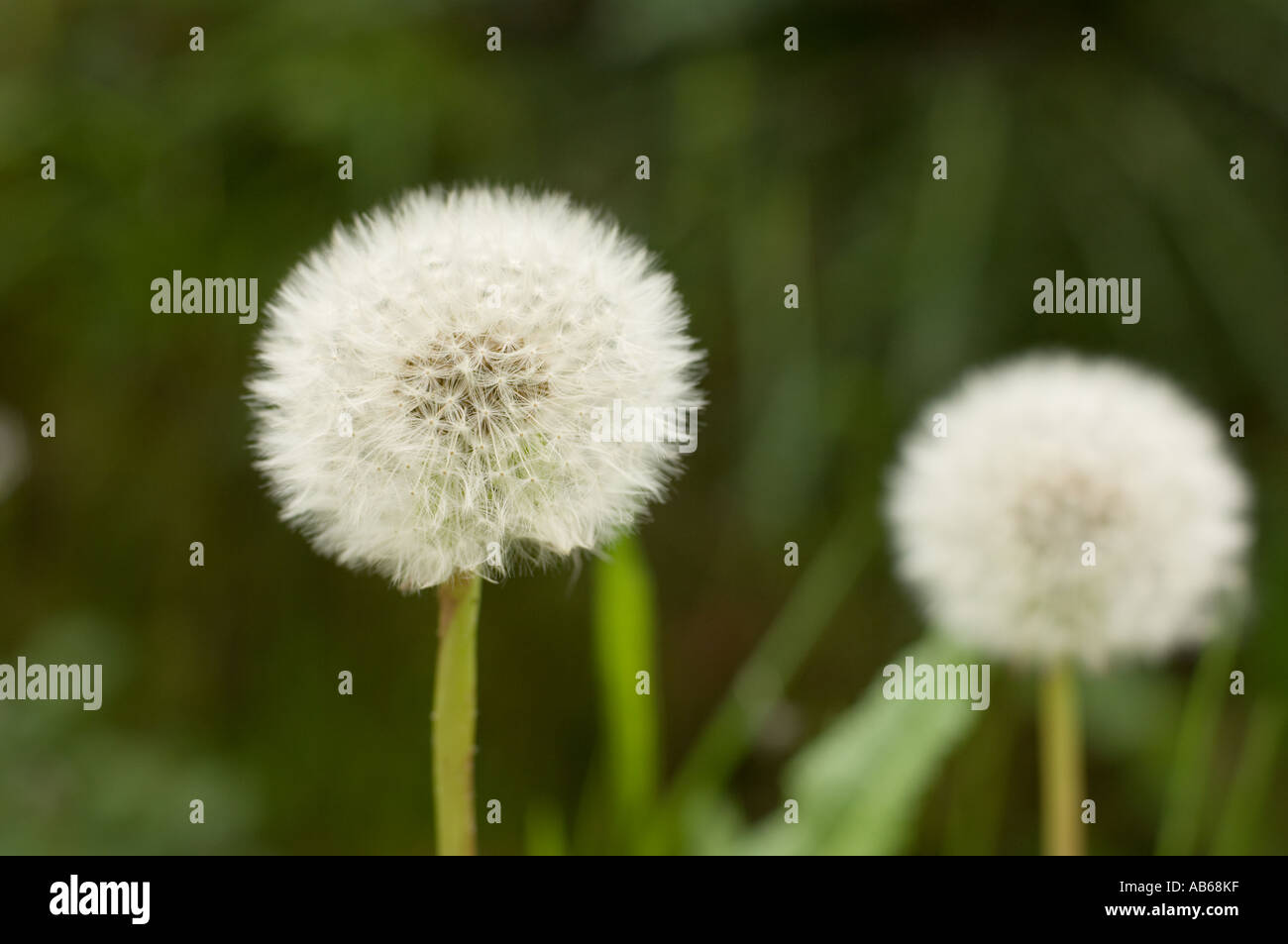 Two seed heads of the dandelion plant [ taraxacum officinal] Stock Photo