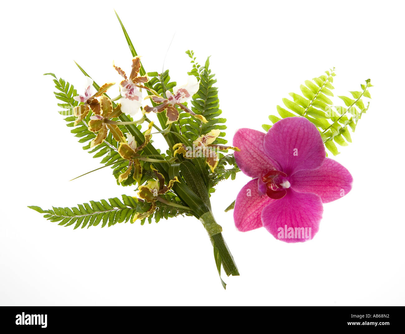 Orchids made into corsage and buttonhole presentations with fern backgrounds for wedding guests Wales UK Stock Photo