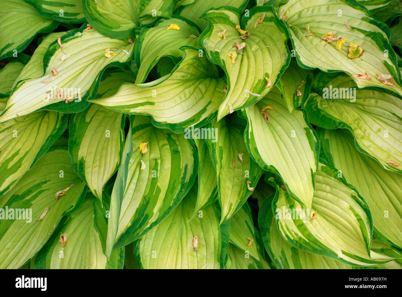 Hosta Stock Photo