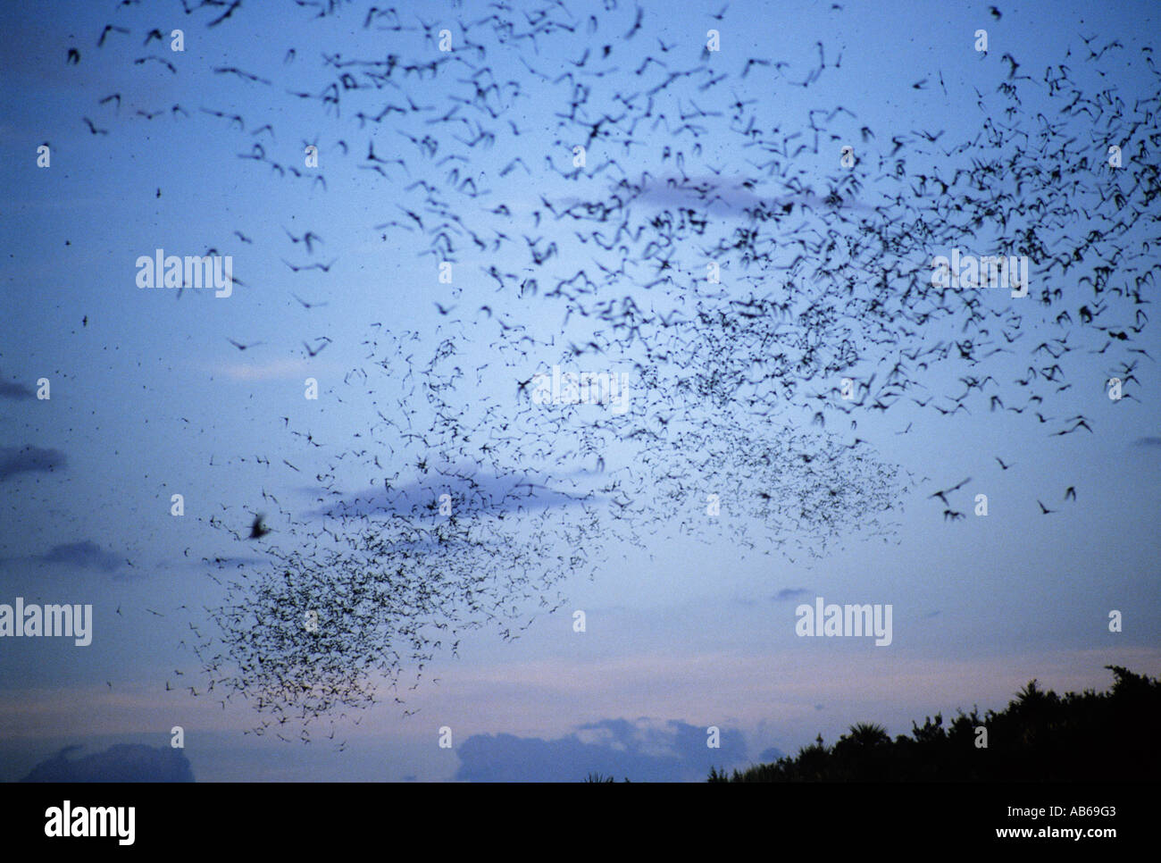 Carlsbad caverns bats hires stock photography and images Alamy