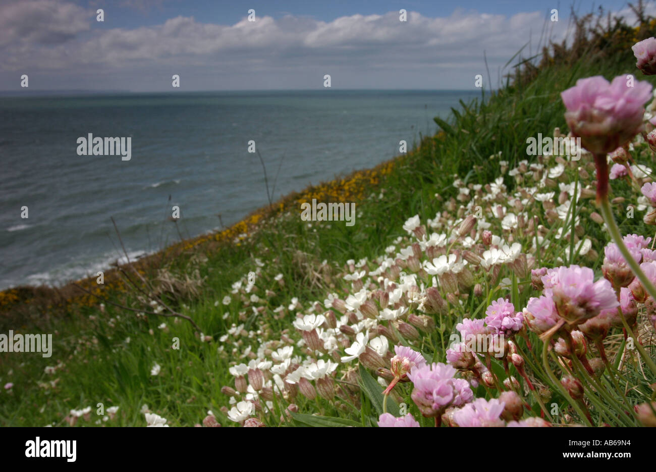 Spring flowers on cliffs Stock Photo - Alamy