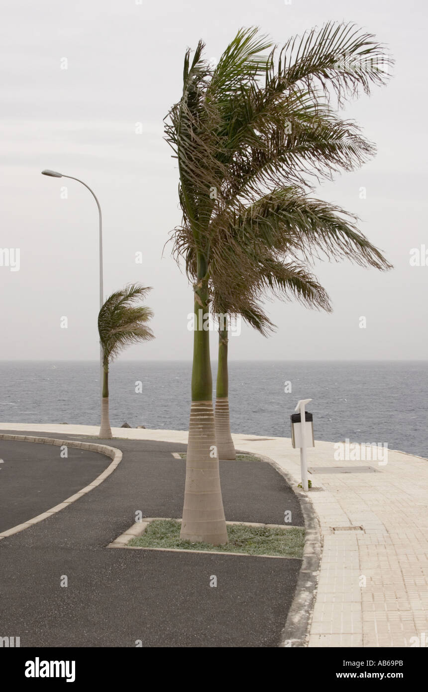 Palm tree wind bend hires stock photography and images Alamy