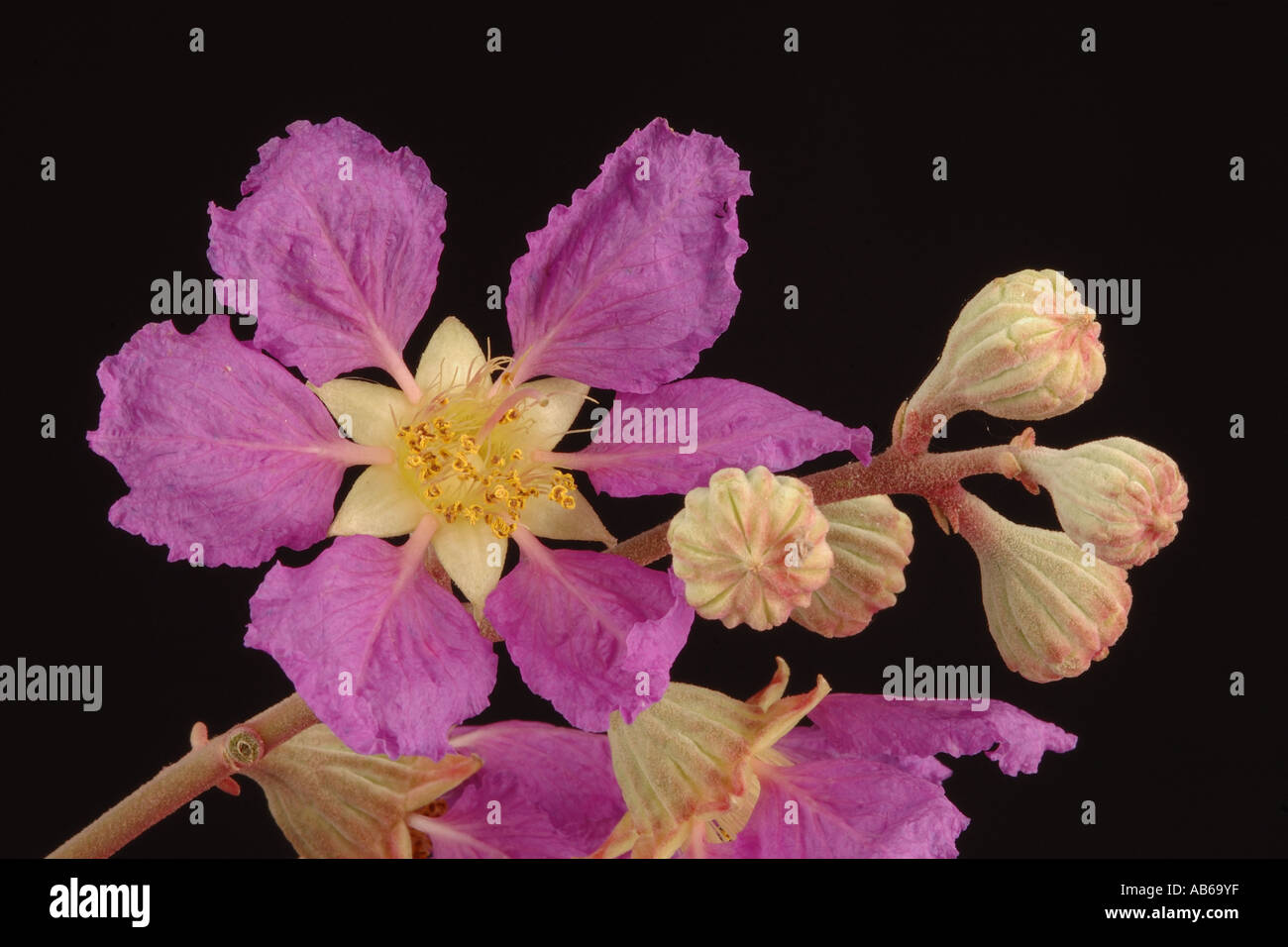 Flower in South India Taken in Neyveli Tamilnadu Stock Photo