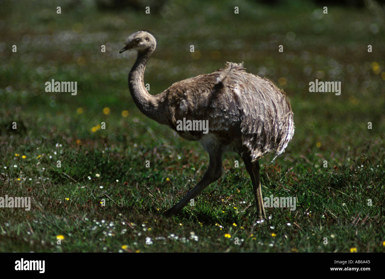 The LESSER RHEA Pterocnemia pennata or NANDU is found throughout southern PATAGONIA TORRES DEL PAINE NATIONAL PARK CHILE Stock Photo