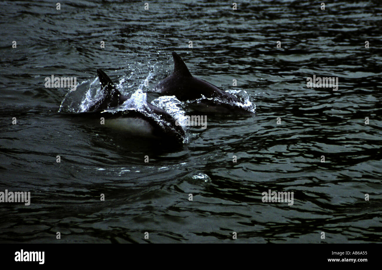 PEALE S DOLPHINS Delfin austral breach along the PACIFIC COAST of CHILE west of LA JUNTA PATAGONIA Stock Photo