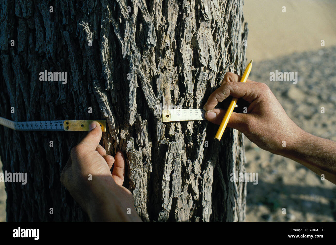 A botantist measures the trunk of a tree Stock Photo