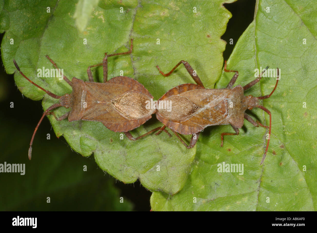 Squash Bugs mating Stock Photo Alamy