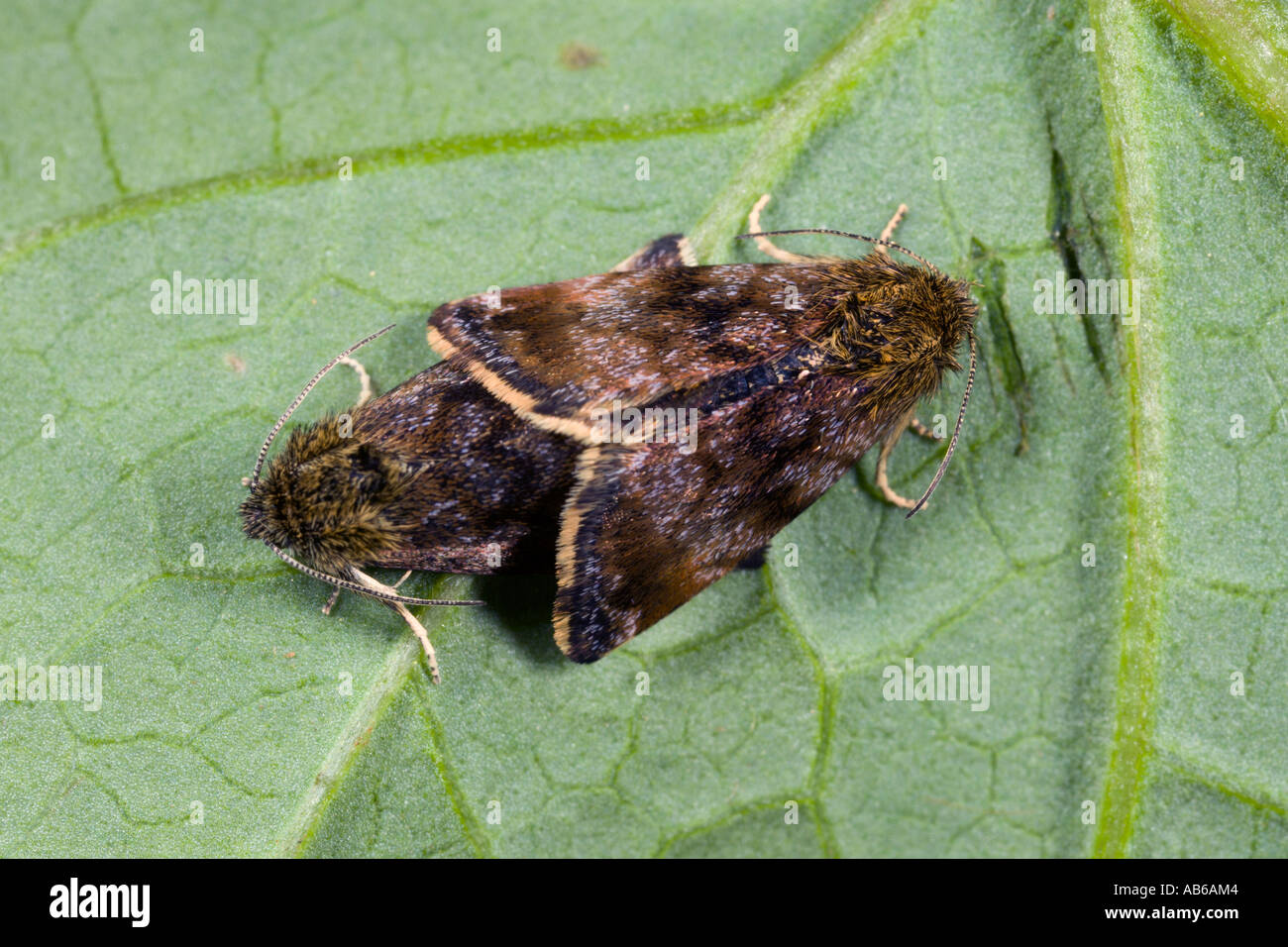 Small Yellow Underwings Panemeria tenebrata mating on leaf potton bedfordshire Stock Photo