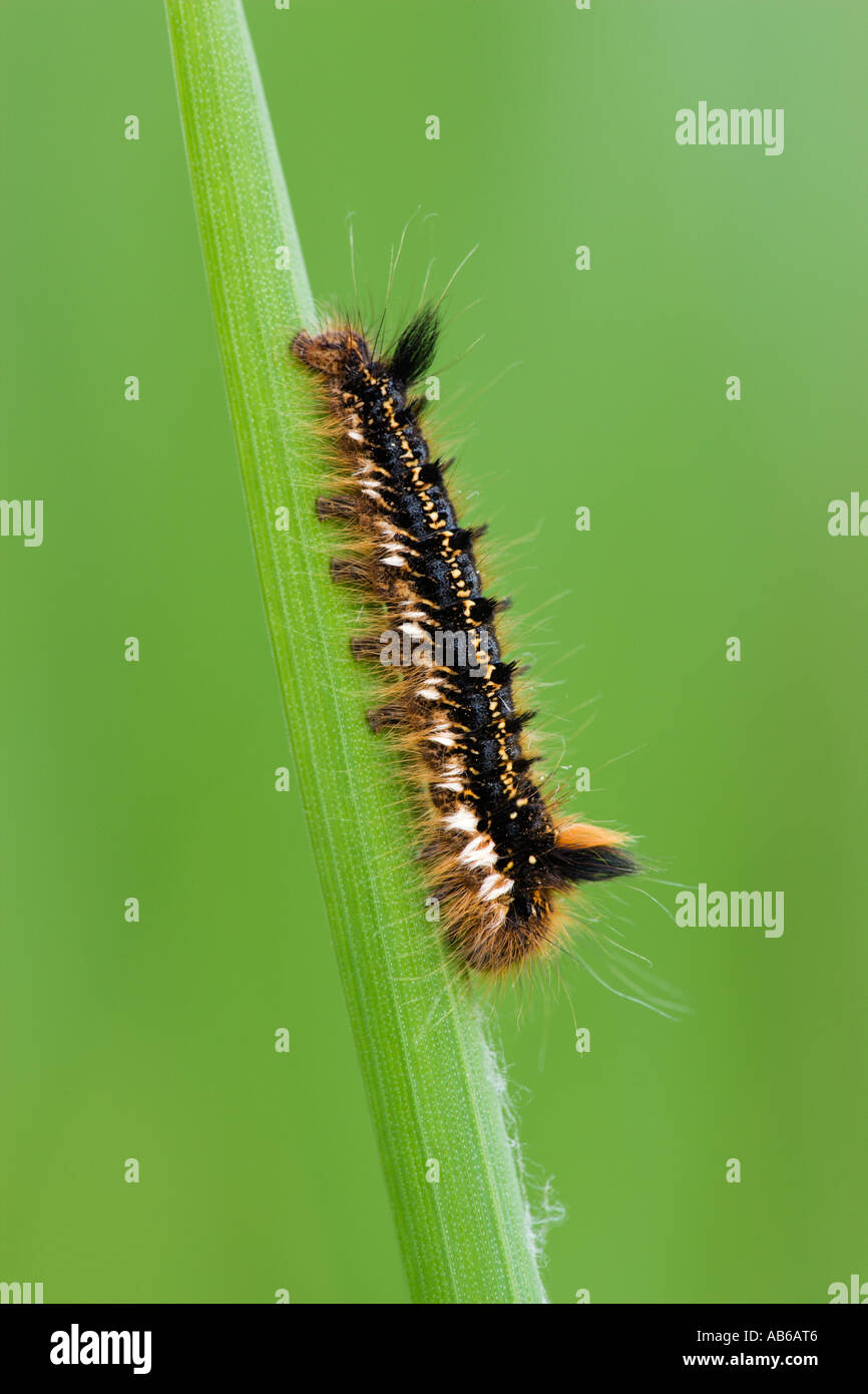 Drinker Moth Philudoria potatoria Larvae feeding on grass stalk potton bedfordshire Stock Photo