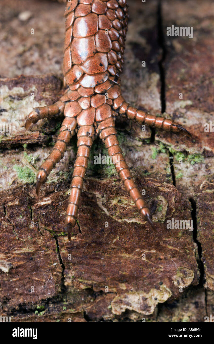 Lizard feet hires stock photography and images Alamy