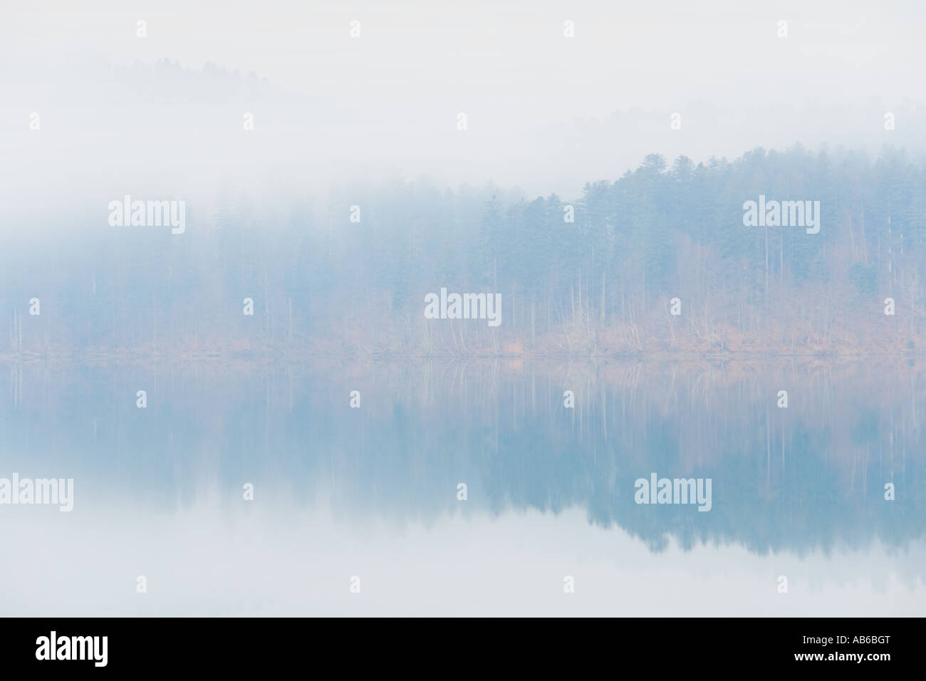 Forest on calm water surface Stock Photo