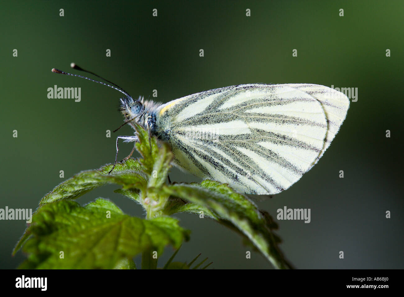 Green veined White Pieris napi at rest on nettle with nice defuse background potton bedfordshire Stock Photo