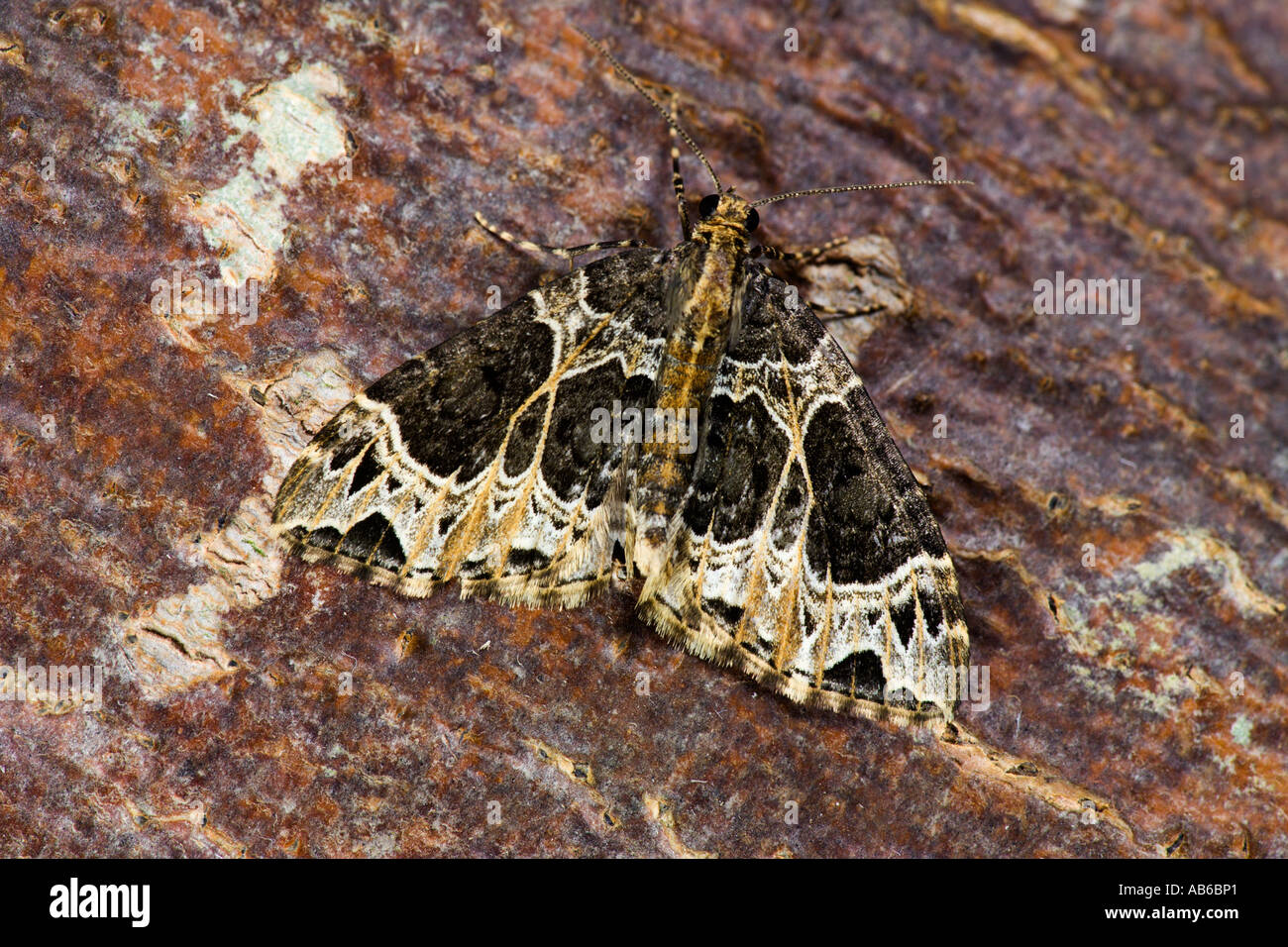 Small Phoenix Ecliptopera silaceata at rest on bark potton bedfordshire Stock Photo