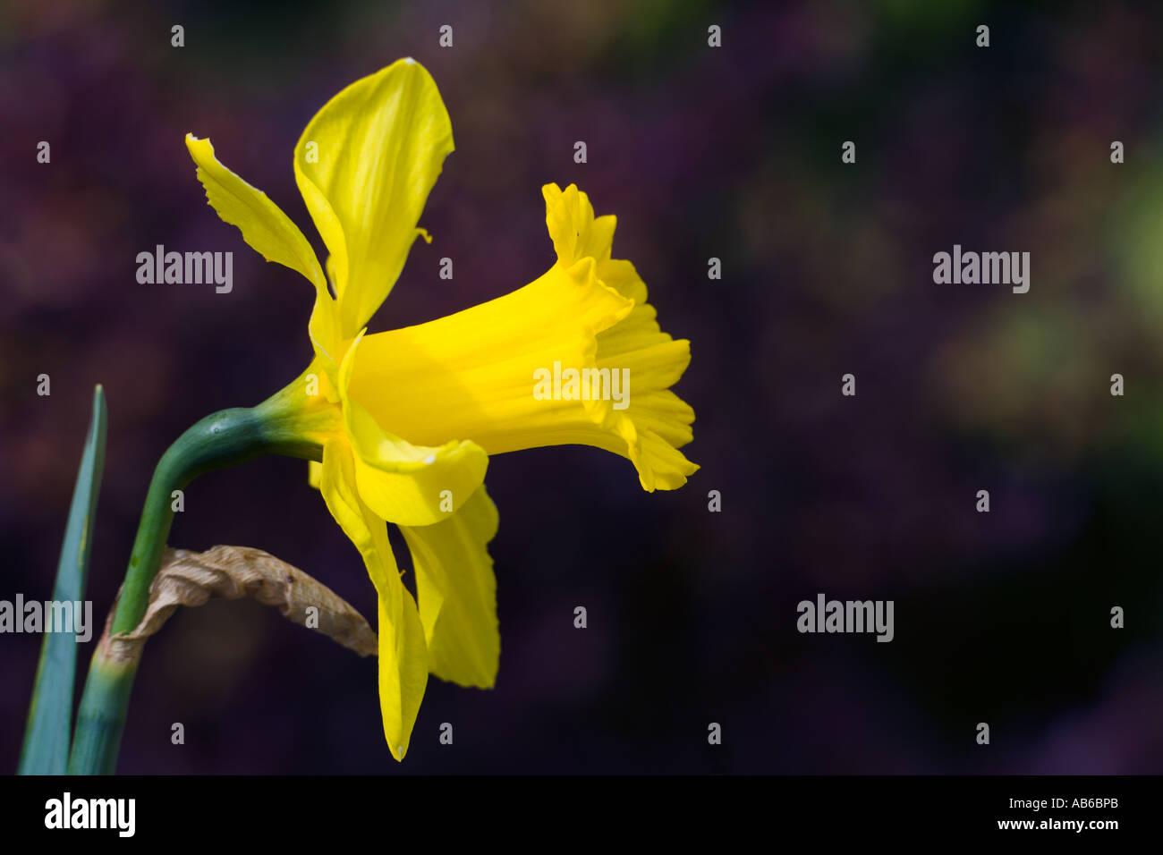 Daffodil is the common English name for all narcissus with nice dark