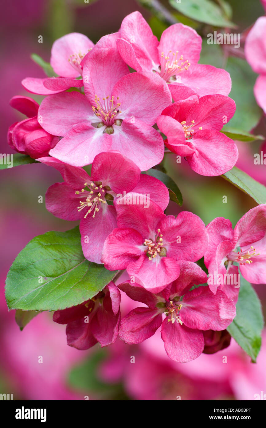 Apple Blossom flowers close up showing texture on petals potton bedfordshire Stock Photo