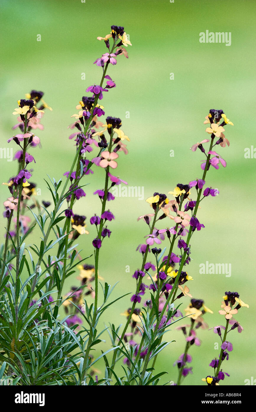 Erysimum close up study of flower with out of focus background potton bedfordshire Stock Photo