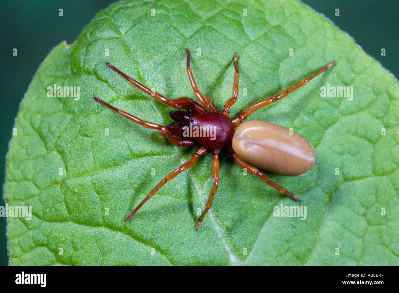 Woodlouse Spider Dysdera crocata on leaf alert and hunting potton bedefordshire Stock Photo Alamy Woodlouse Spider Dysdera crocata on leaf alert and hunting potton bedefordshire Stock Photo Alamy