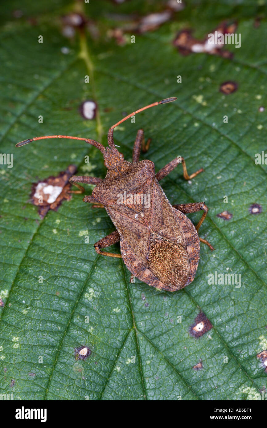Dock Bug Coreus marginatus on leaf showing markings potton bedfordshire Stock Photo