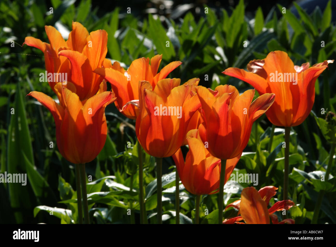 Lily flowered Tulip. Ballerina. sculptured pointed petals.English
