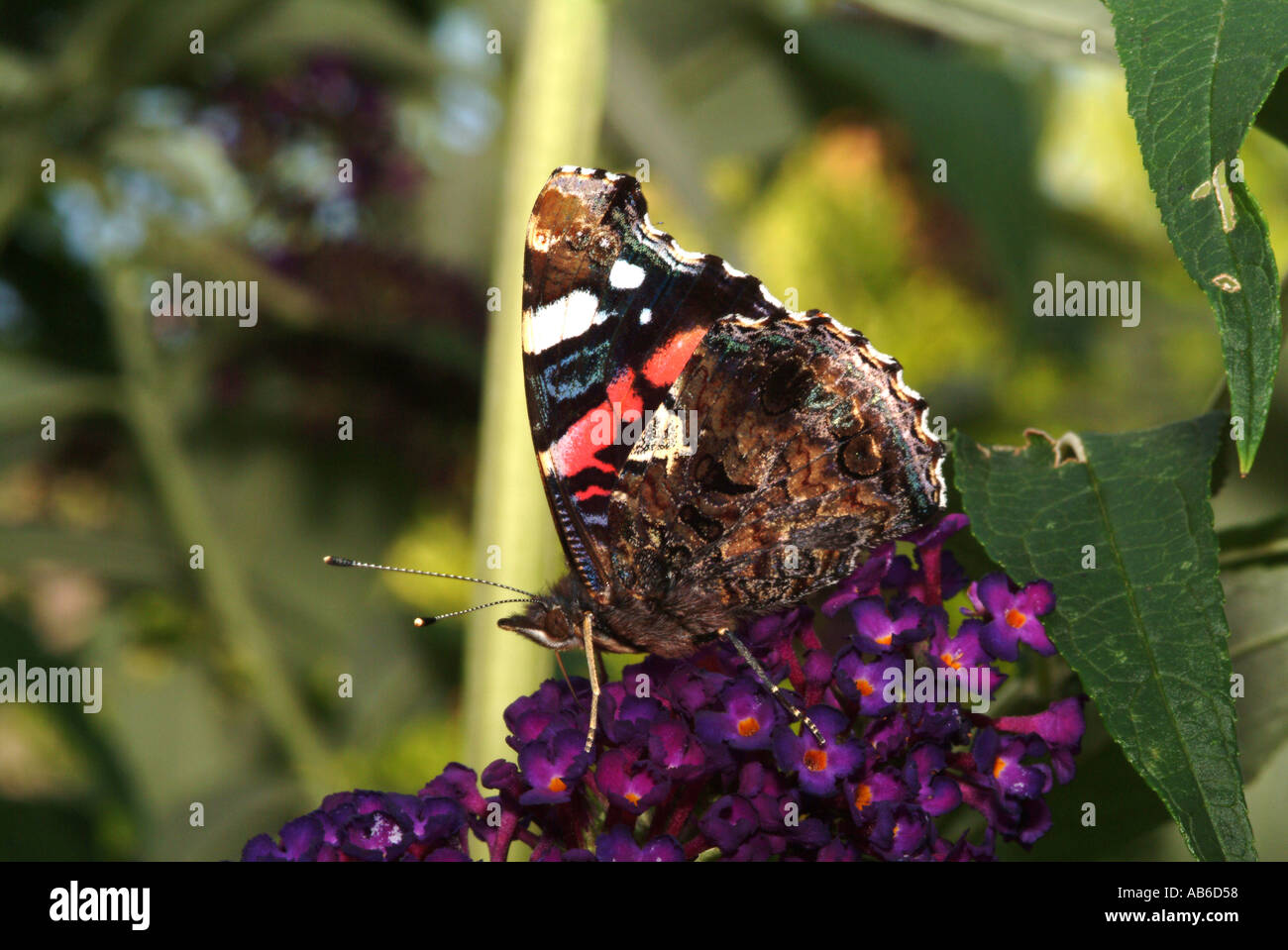 Underside of Wing on a Red Admiral Butterfly on Purple Buddleja Loganiaceae in a Cheshire Garden England United Kingdom UK Stock Photo