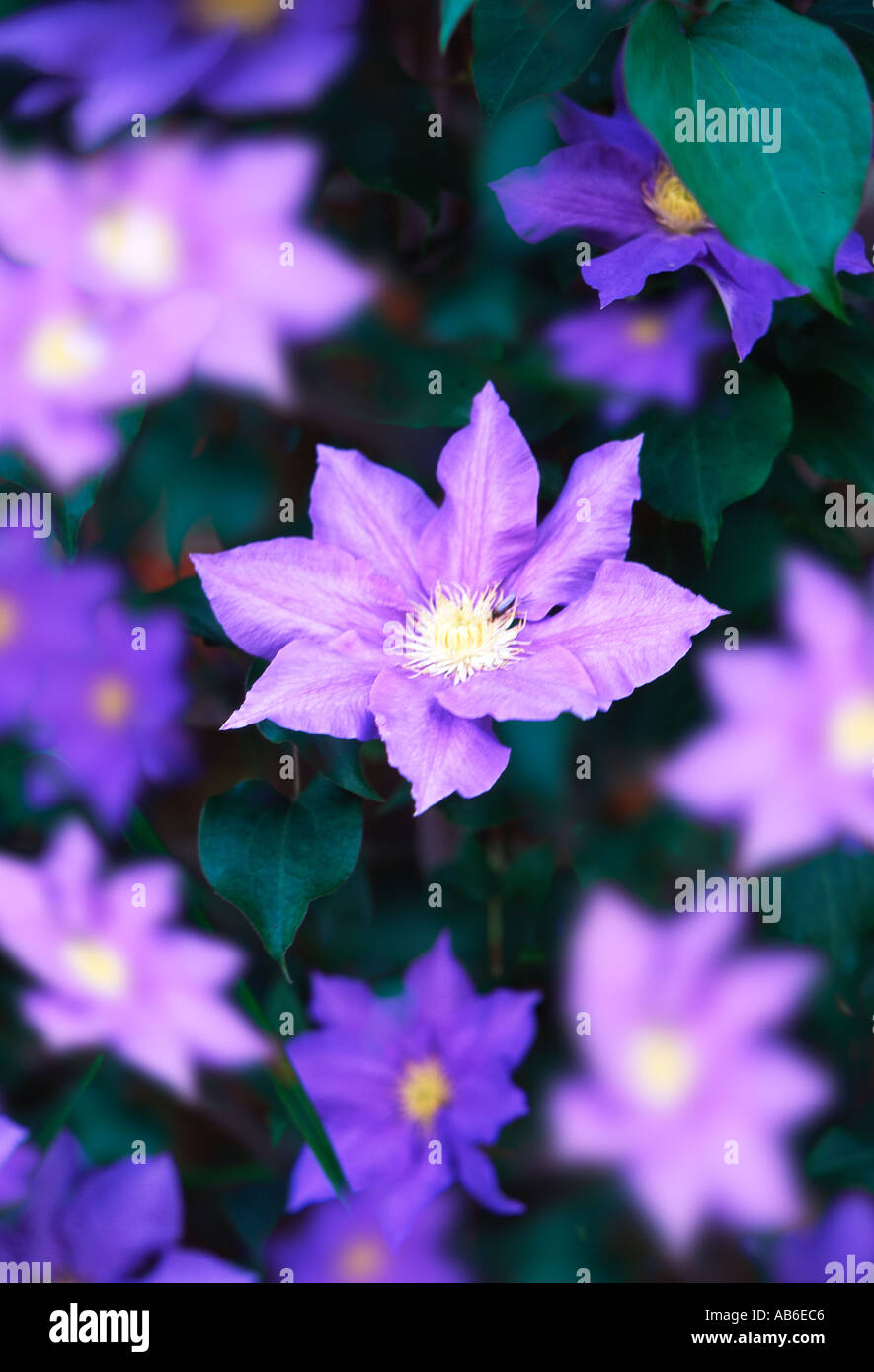 Clematis in summer bloom Stock Photo Alamy