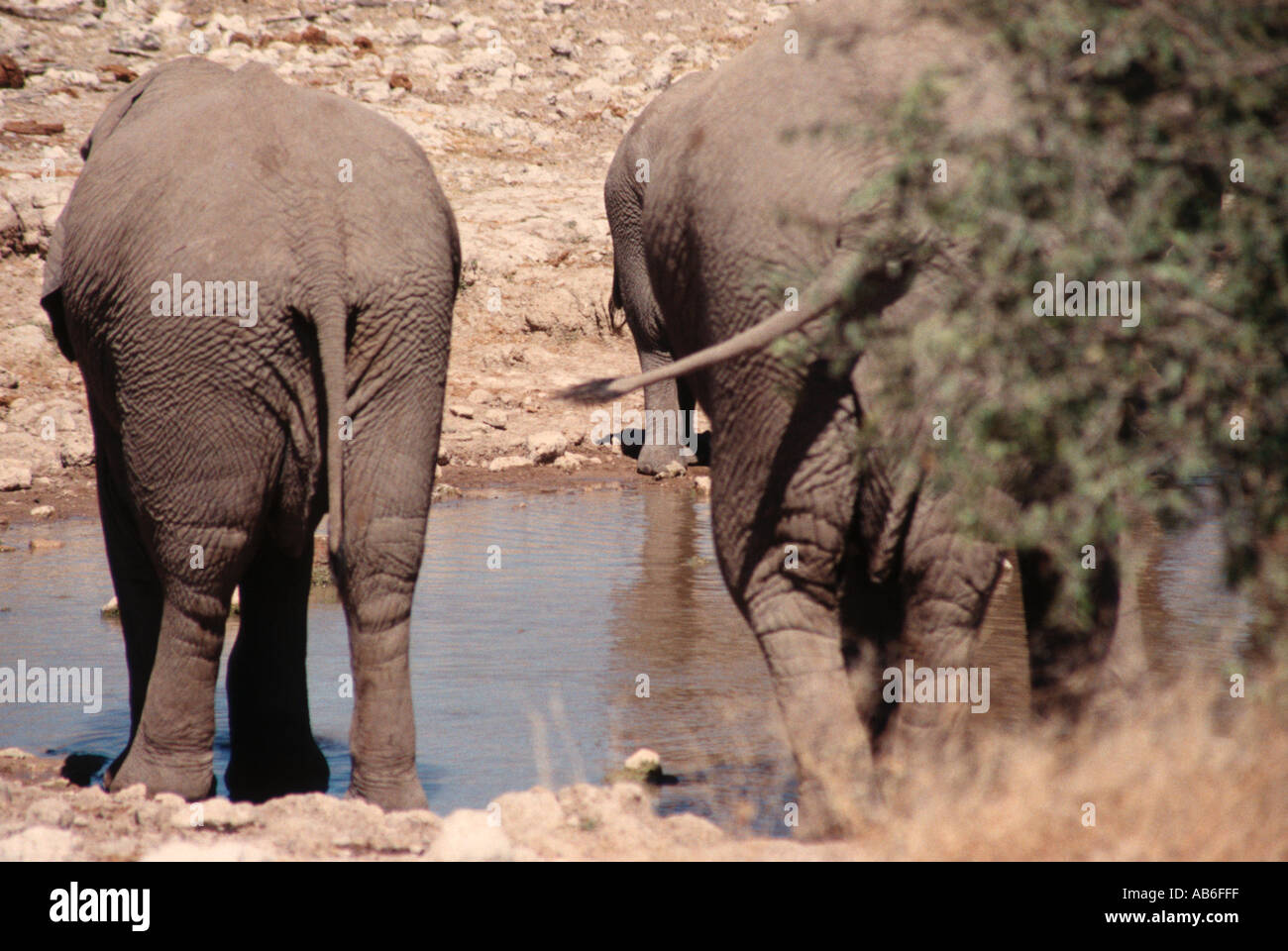 Rear view of two African Elephants at the Etosha Pan Namibia Stock Photo