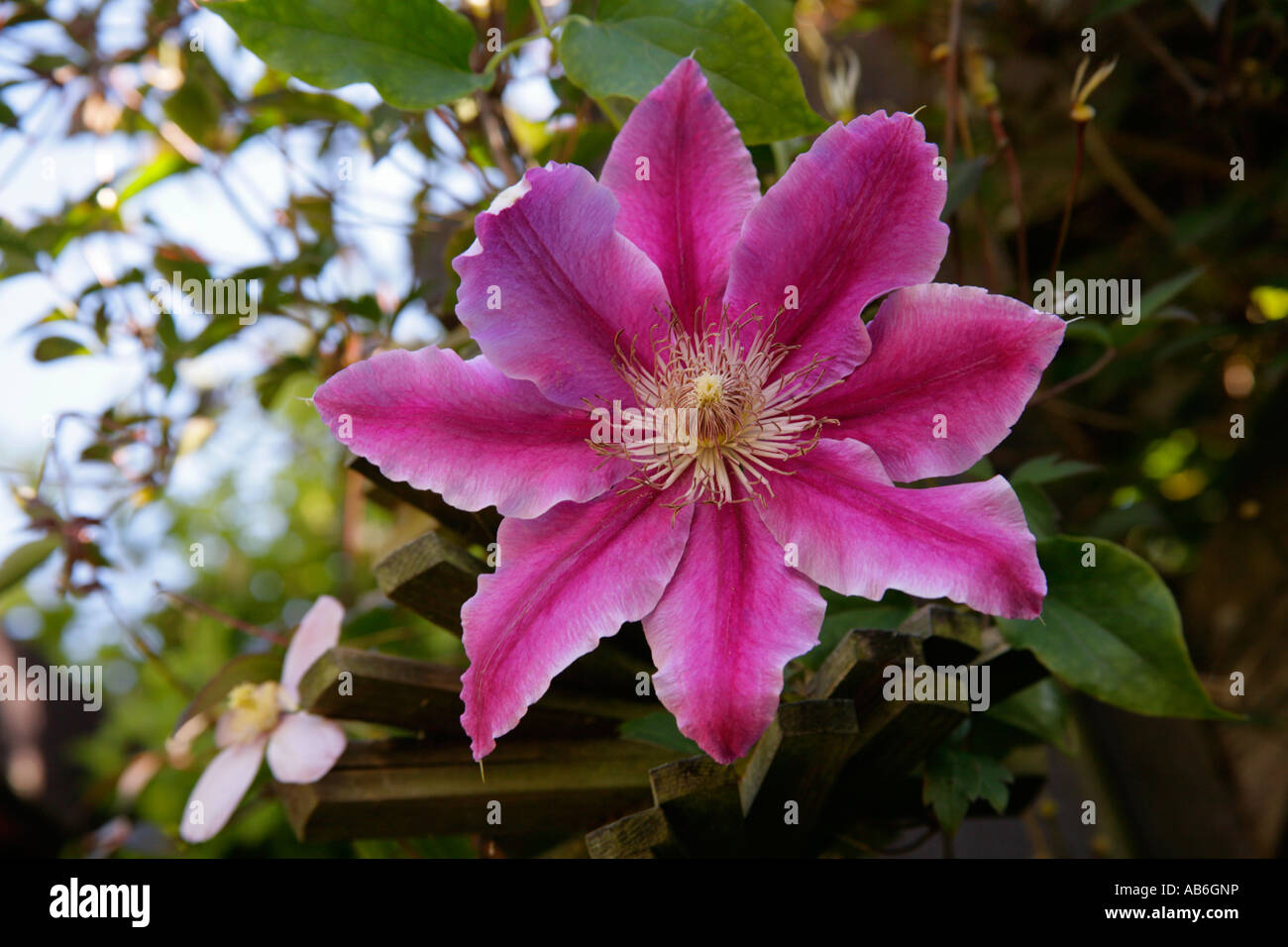 Clematis ' Doctor Ruppel' growing in foliage Stock Photo - Alamy