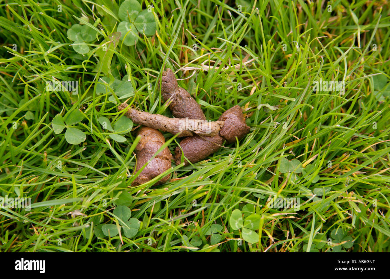 Dog excrement left in grass Stock Photo