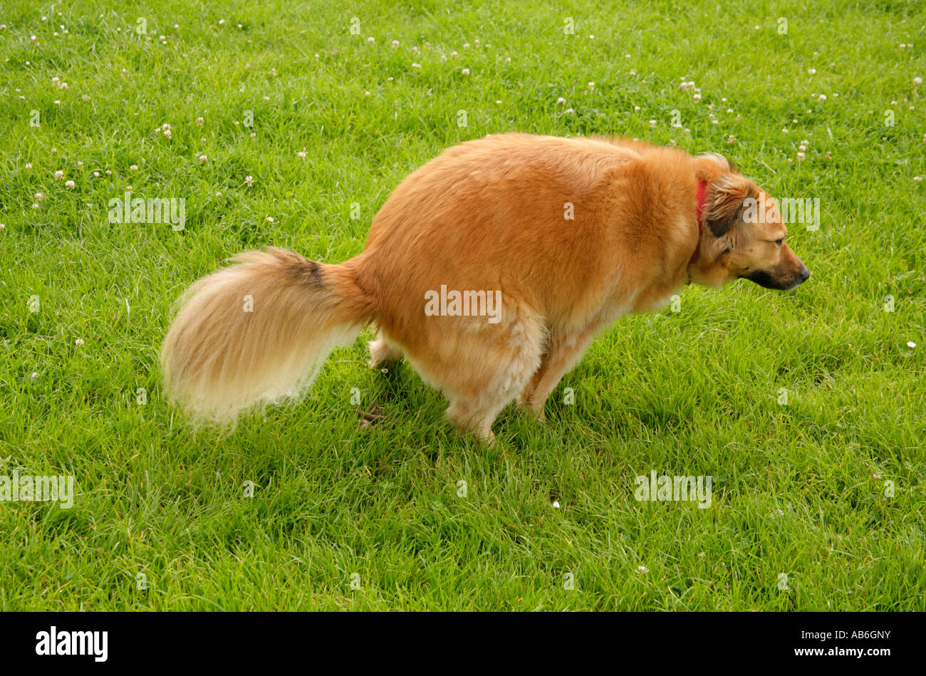 Ginger dog defecating in parkland Stock Photo